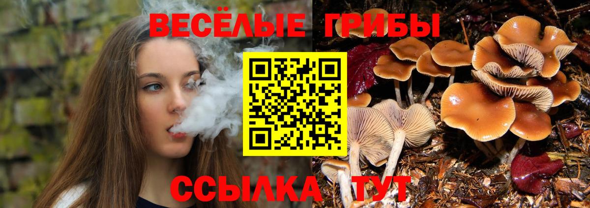 Галлюциногенные грибы Psilocybe Звенигород